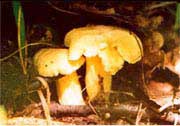 For the mushrooms! 